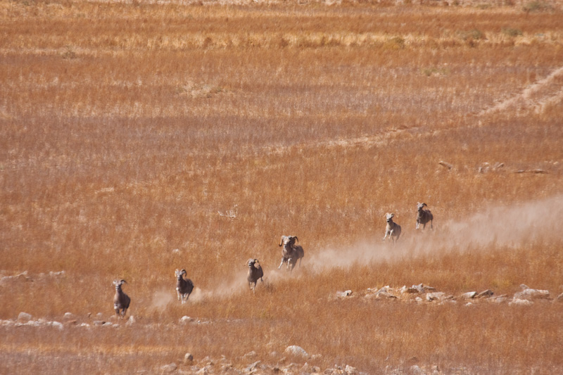 Running Argali